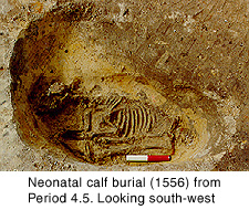 Neonatal calf burial (1556) from Period 4.5. Looking south-west.