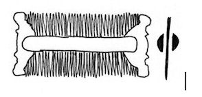 Type 10 - basic outline