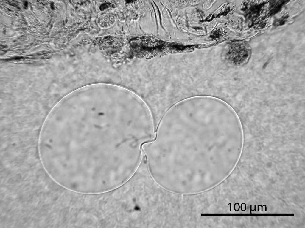 Figure 39