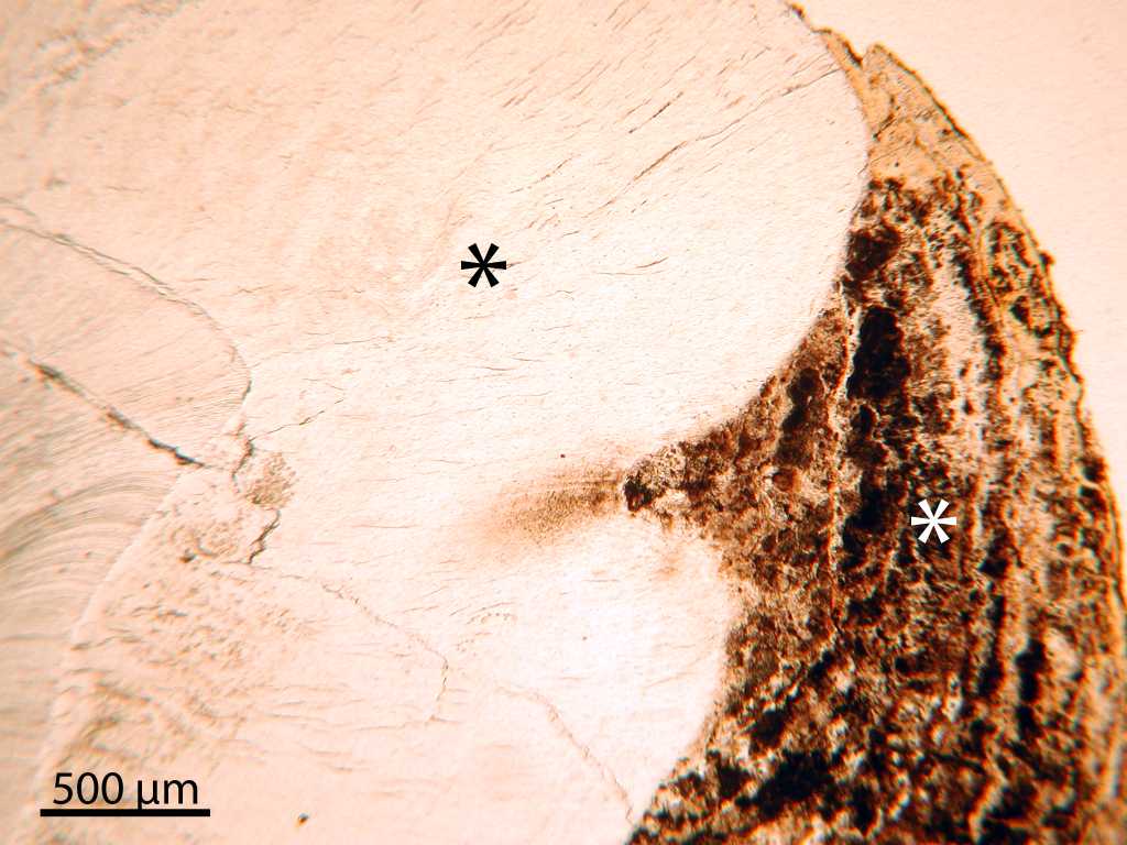 Figure 54