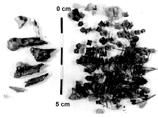 Stomach contents from a Roman period dog found at Keszthely-Fen&eacute;kpuszta.