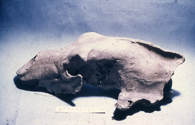 Figure 43