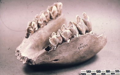 Figure 56