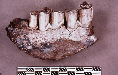 Figure 81