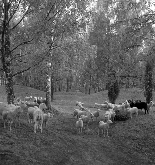 A flock of sheep in a forested area