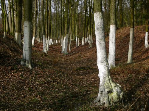 trees in a forest with white markings showing former water line