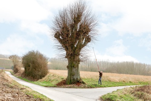 Collecting grafting material from a veteran heritage tree in Zwalm as part of the Heritage Trees Project.